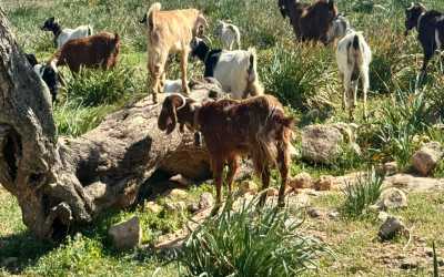 Wycieczka fakultatywna, Z Pafos do wąwozu Avakas Kanyon [33]